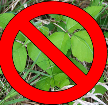 A plant has a large zero with a line through it.