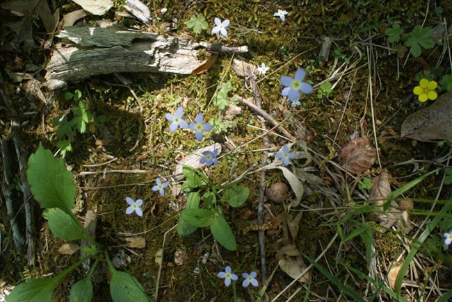 An image of blue and yellow flowers on the forest floor with leaves, dirt and twigs.