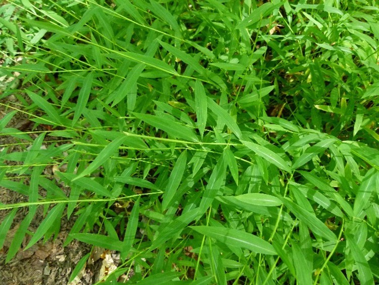 A dense green grass with leaf litter below it.