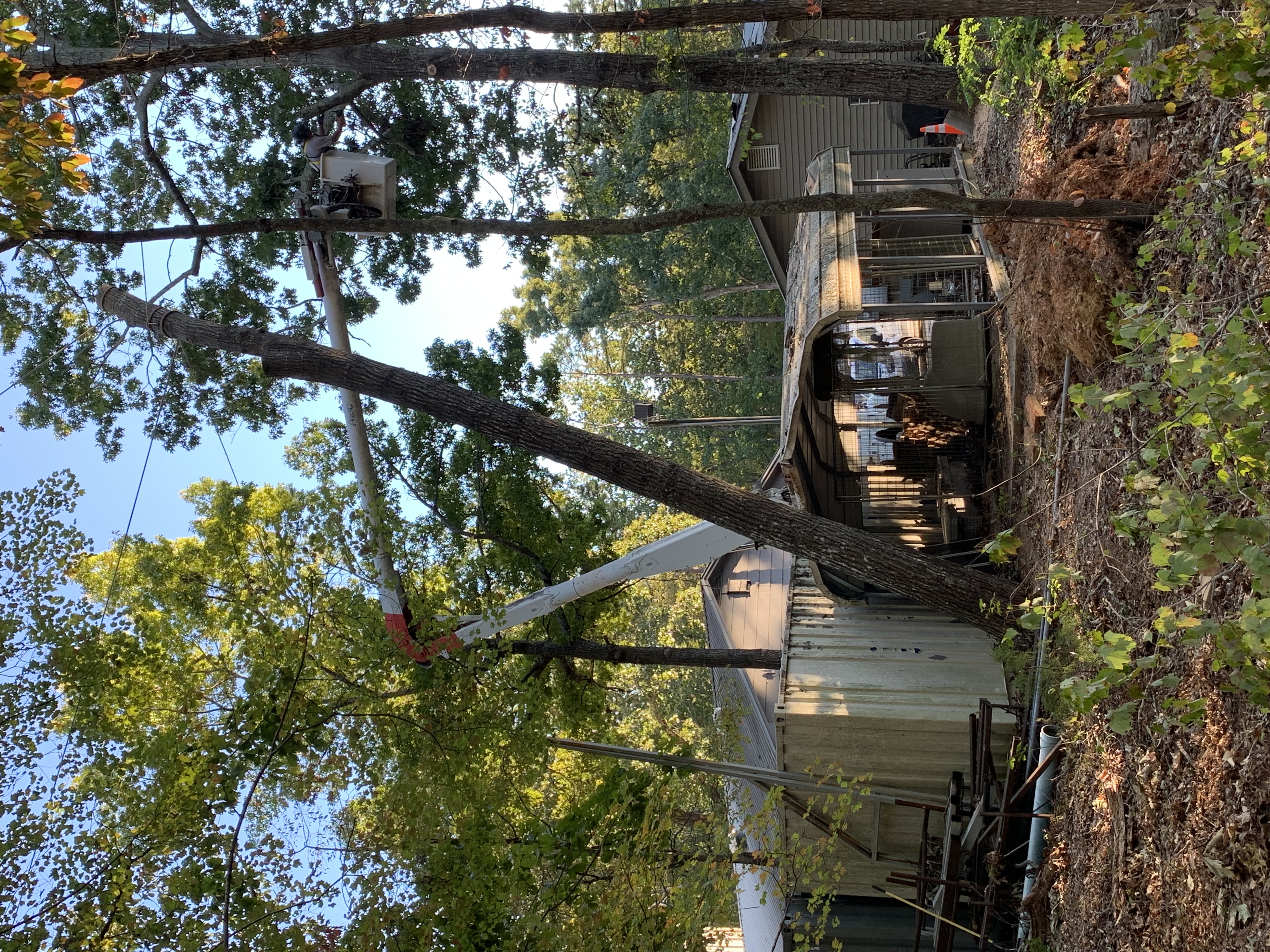 Arborists working at Kings Mountain to remove trees damaged by Hurricane Helene An arborist in a bucket truck works to remove hazard trees threatening buildings.