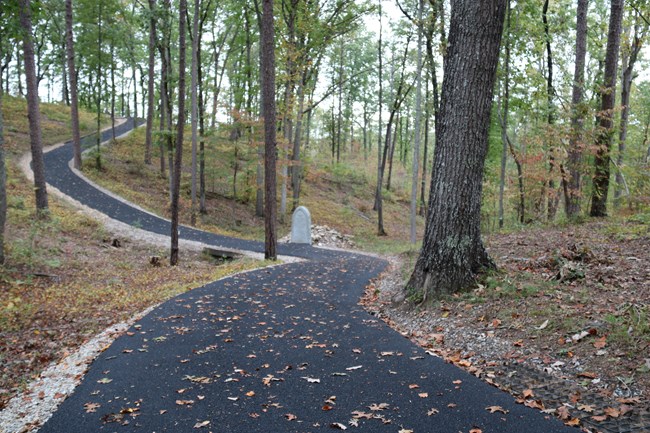 A trail winds through the woods surrounded by large trees.