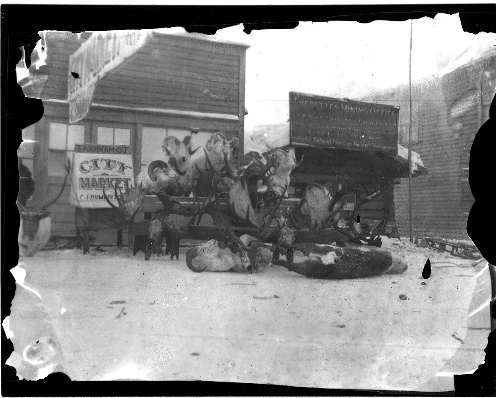 Bighorn sheep, moose, and caribou mounts on a table in front of City Market Taxidermy sign.