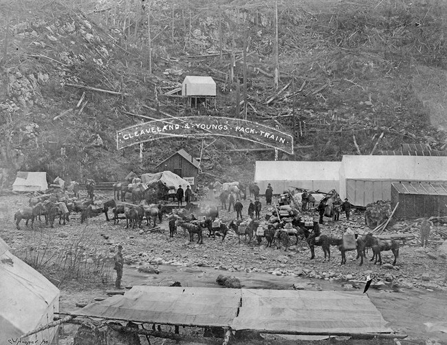 Horses with loads stand amid a canyon and framed tents.  Text reads "Cleveland & Youngs Pack Train"
