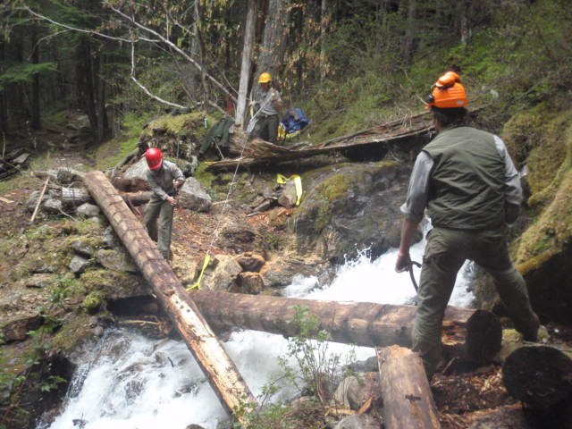 Three people work near a fallen logs spanning a forest stream