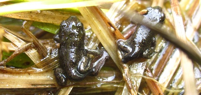 Two small toads with tails