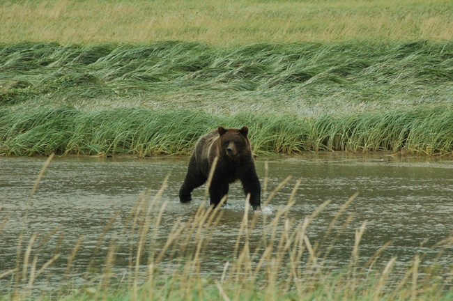 Modern photo of a brown bear crossing water in a field