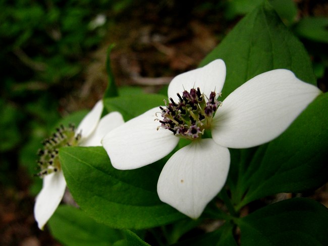 Close up photo of two white flowers