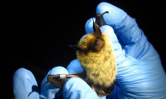 A bat held in gloved hands