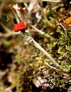 Close up of lichen stalk with red top