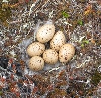 Five eggs in a feather lined nest set in moss and other ground material
