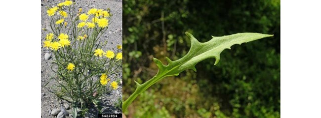 Left: yellow flowers. Right: close up of green leaf.