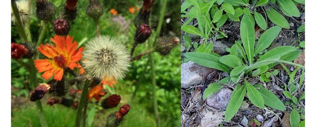 Left: orange flowers. Right: green leaved plant in the ground.