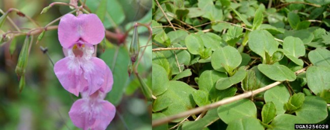 Left: close up pink flowers. Right: green leaves
