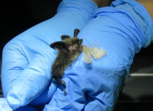 Gloved hands hold a bat with a moth in its mouth