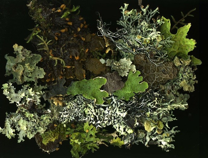 Arrangement of lichens