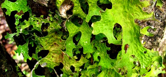 Close up of bright green leafy looking lichen