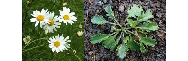 Left: white flowers with yellow centers. Right: green plant in dirt.