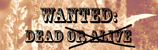 Sepia flower background with text reading "wanted: dead or alive" with "or alive" crossed out