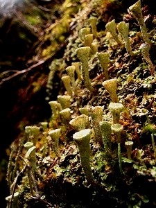 Cup shaped lichen