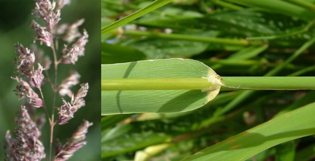 Left: close up of grass flowers. Right: close up of grass stem and leaf