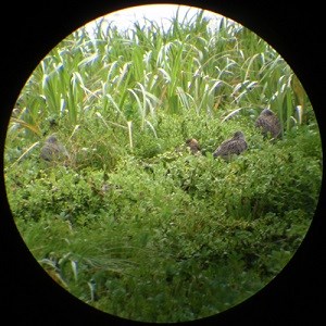 Birds in green vegetation