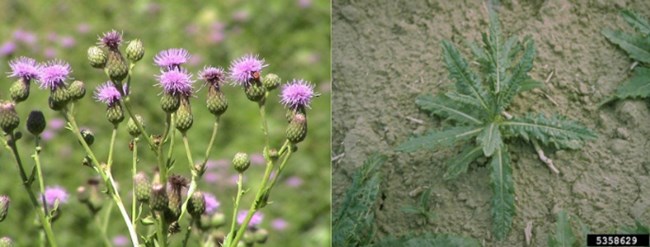 Left: purple flowers. Right. Green leaved plant in dirt.