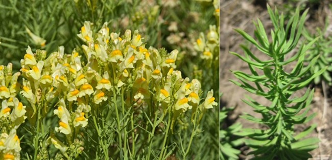 Left: cluster of yellow flowers. Right: stalk with thin green leaves.