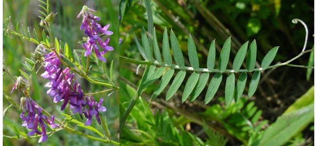 Left: purple flowers. Right: close up of green leaves.