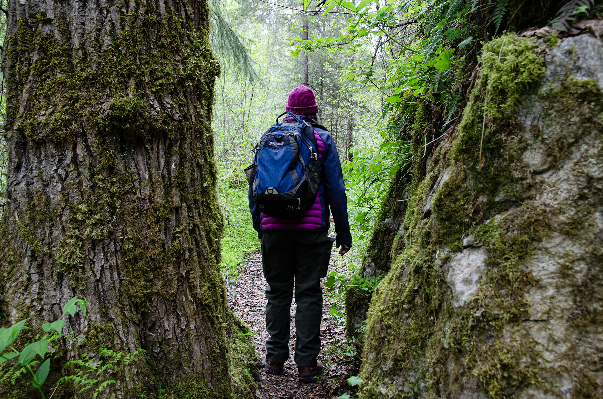 A hiker walks the Chilkoot Trail between moss-covered rocks and trees A hiker walks the Chilkoot Trail between moss-covered rocks and trees