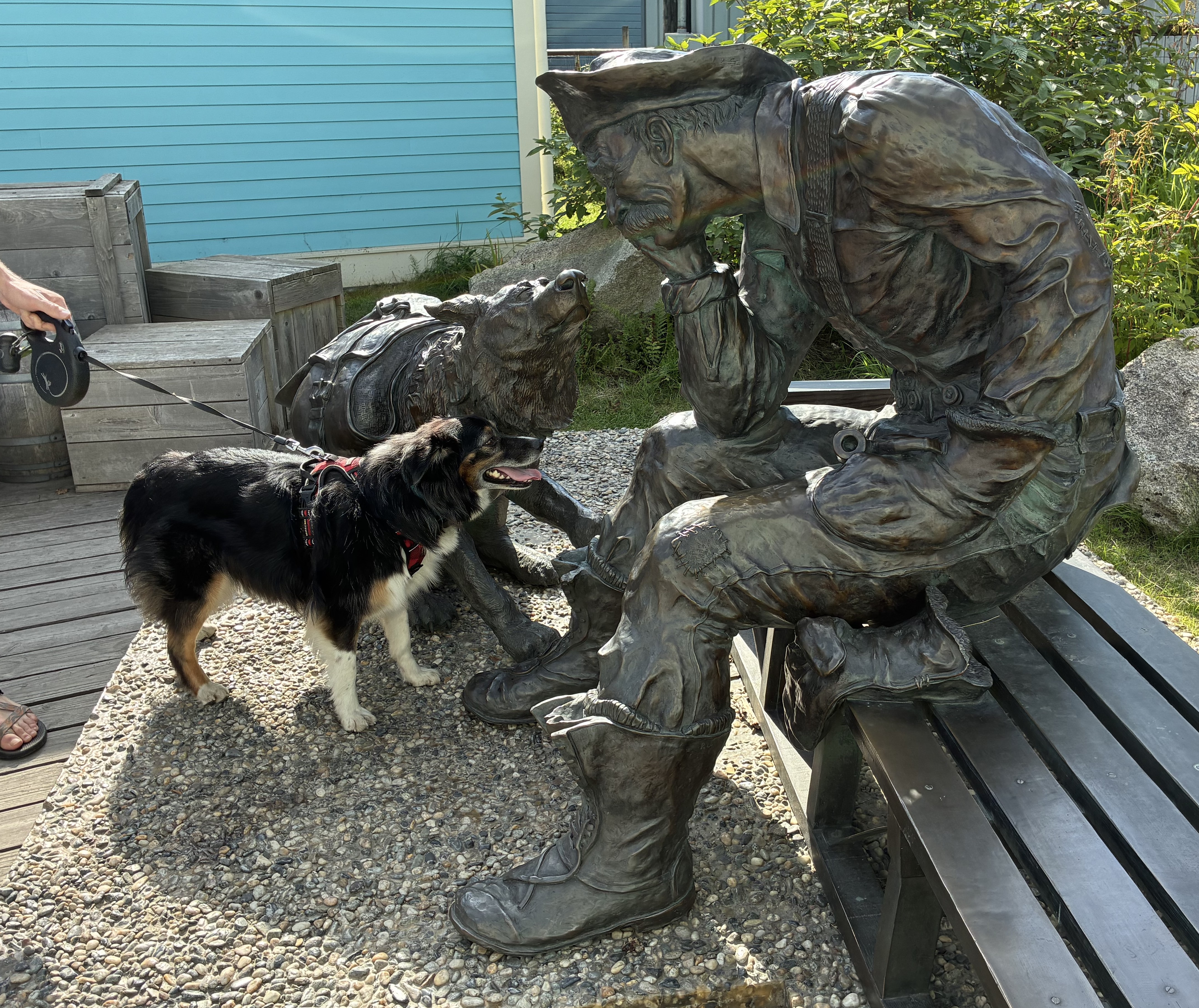 A leashed, well-behaved Australian Shepherd stands in front of a bronze statue of a gold rush stampeder and his dog