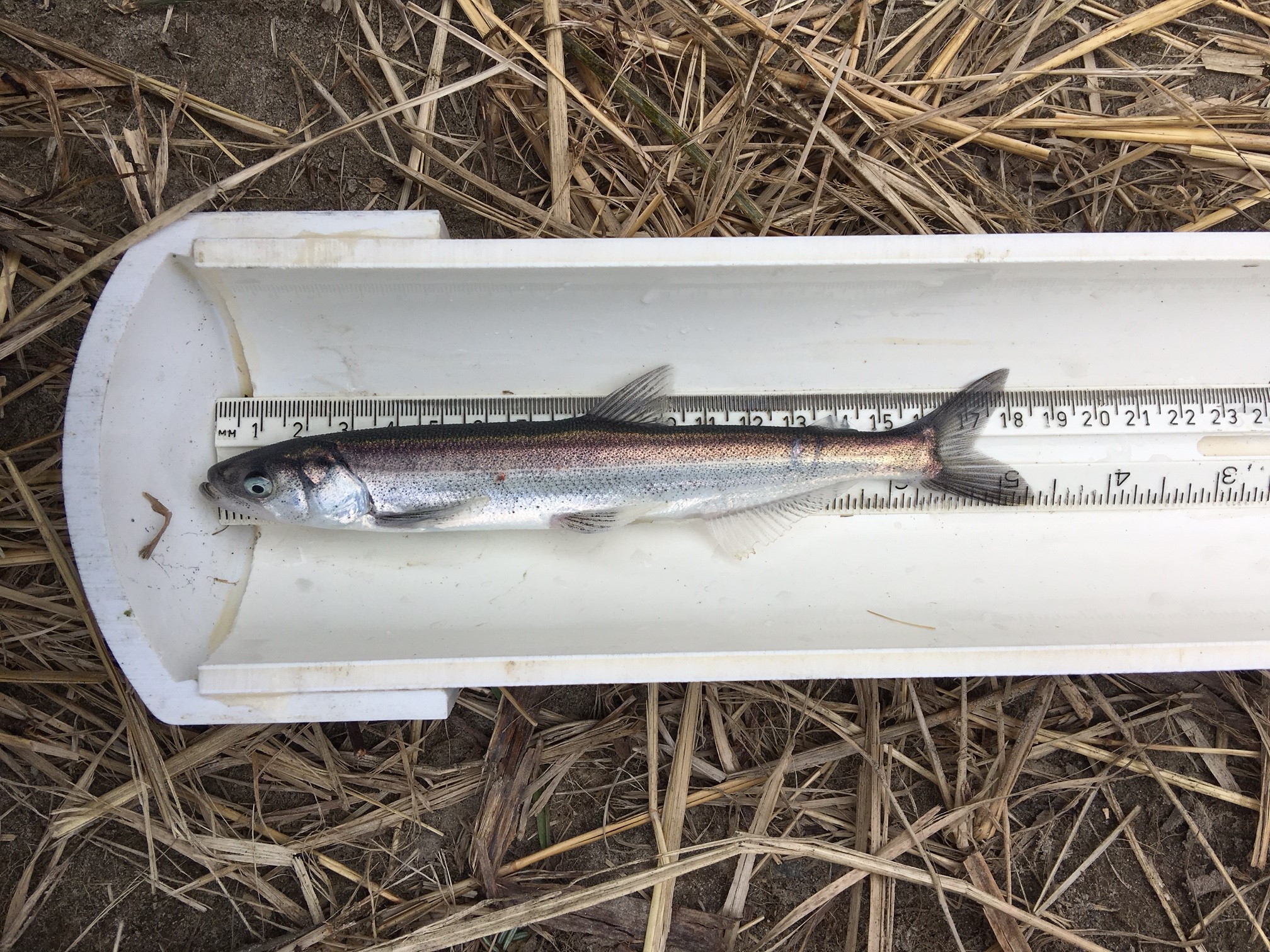 A fish in a white tray on a ruler