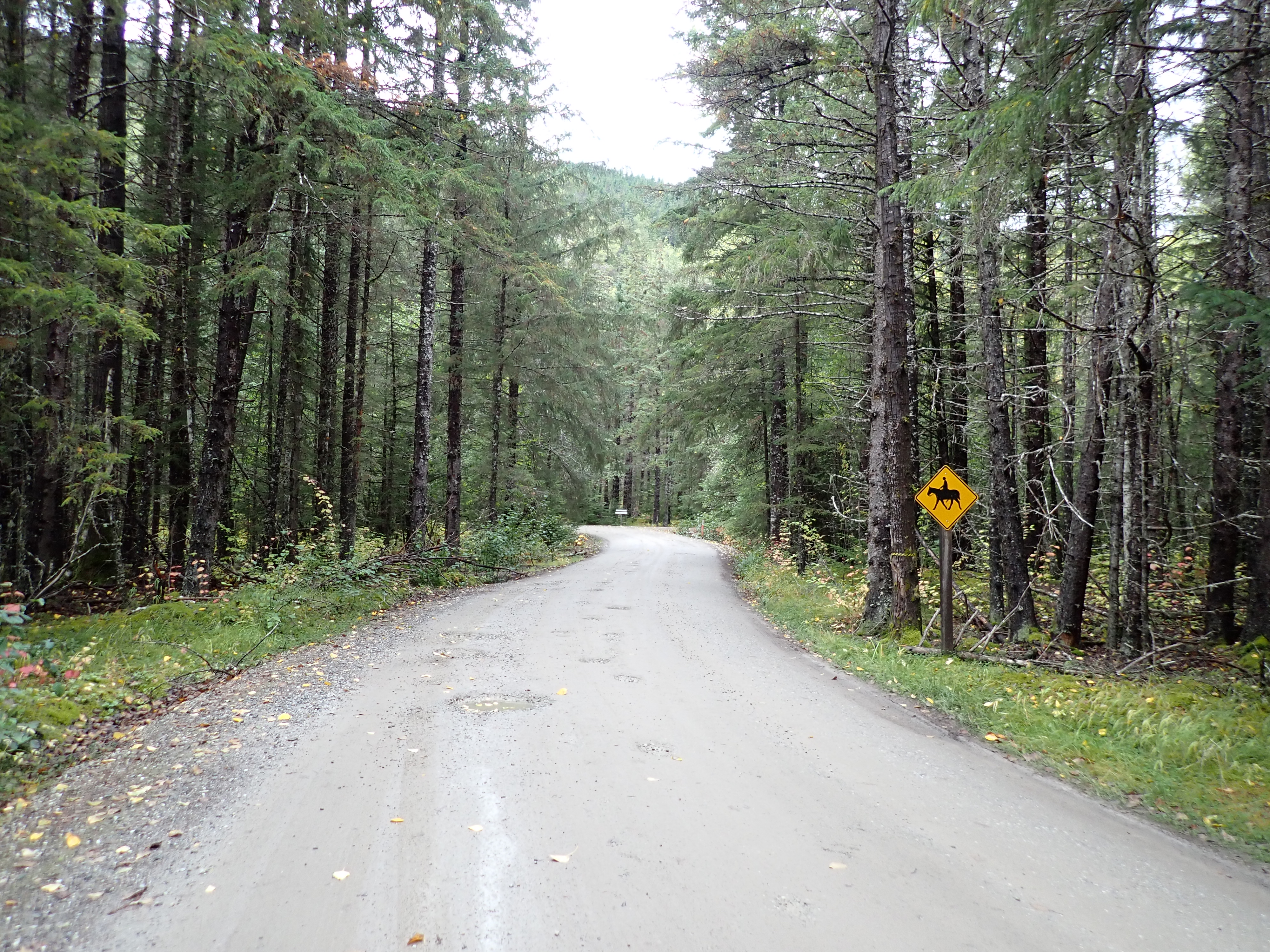 View of a gravel road winding through a coniferous forest. A sign is visible at a junction in the distance, and horse crossing alert sign is to the right. The background is mountainous.