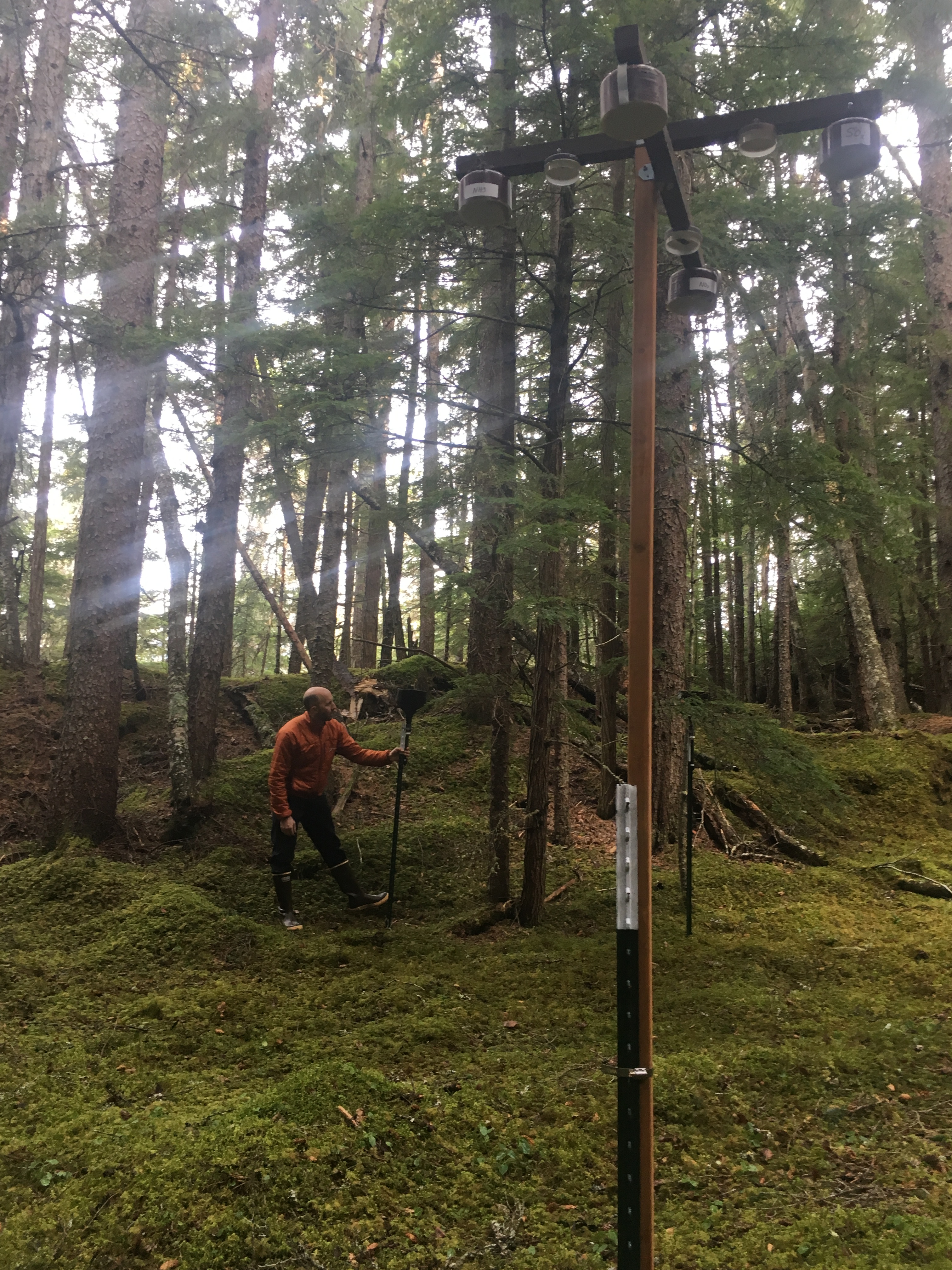 A pole with a cross bars on top holding small round objects in the foreground. Forested backdrop with person holding an instrument.