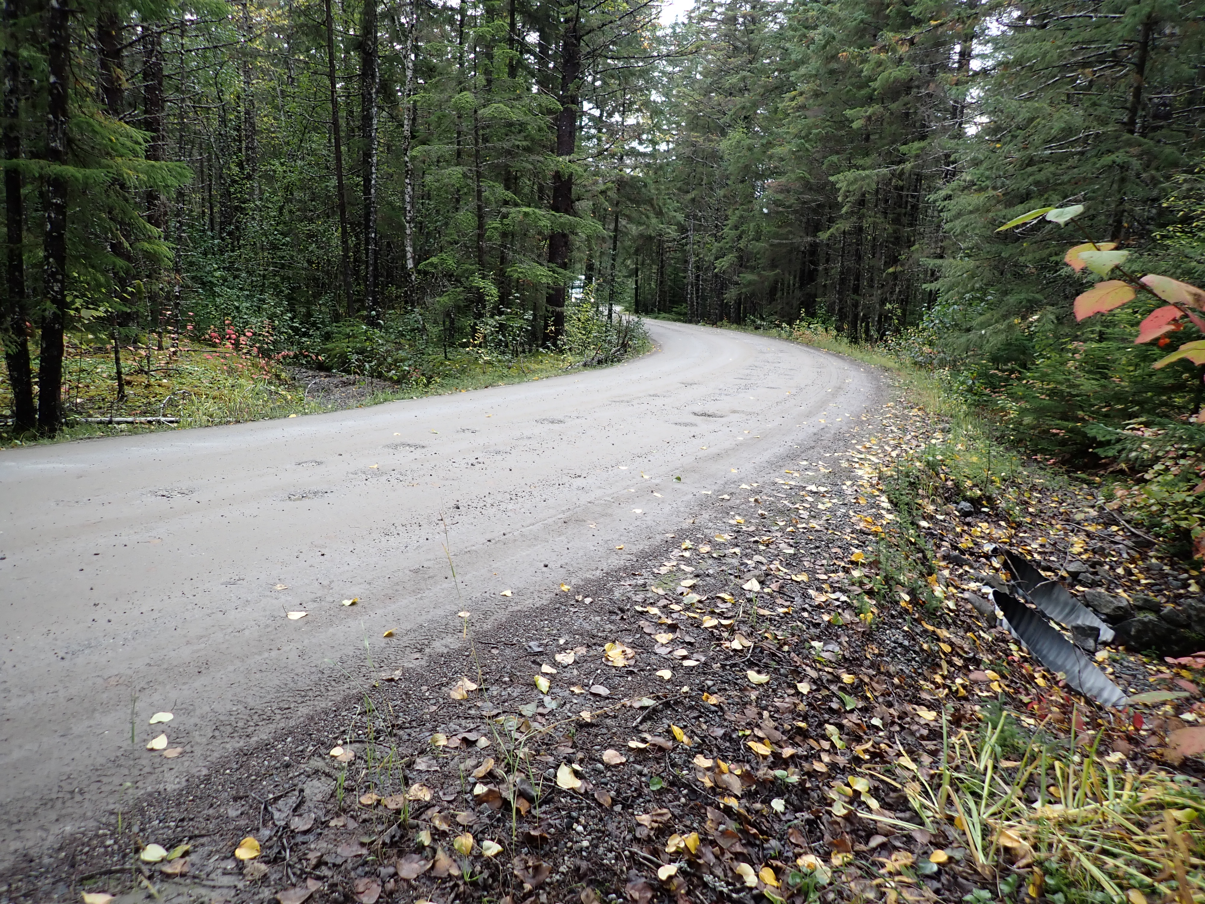 A gravel road swings through a coniferous forest. Two metal culverts are visible to the lower right. Yellow and red leaves rest on the road’s shoulders.