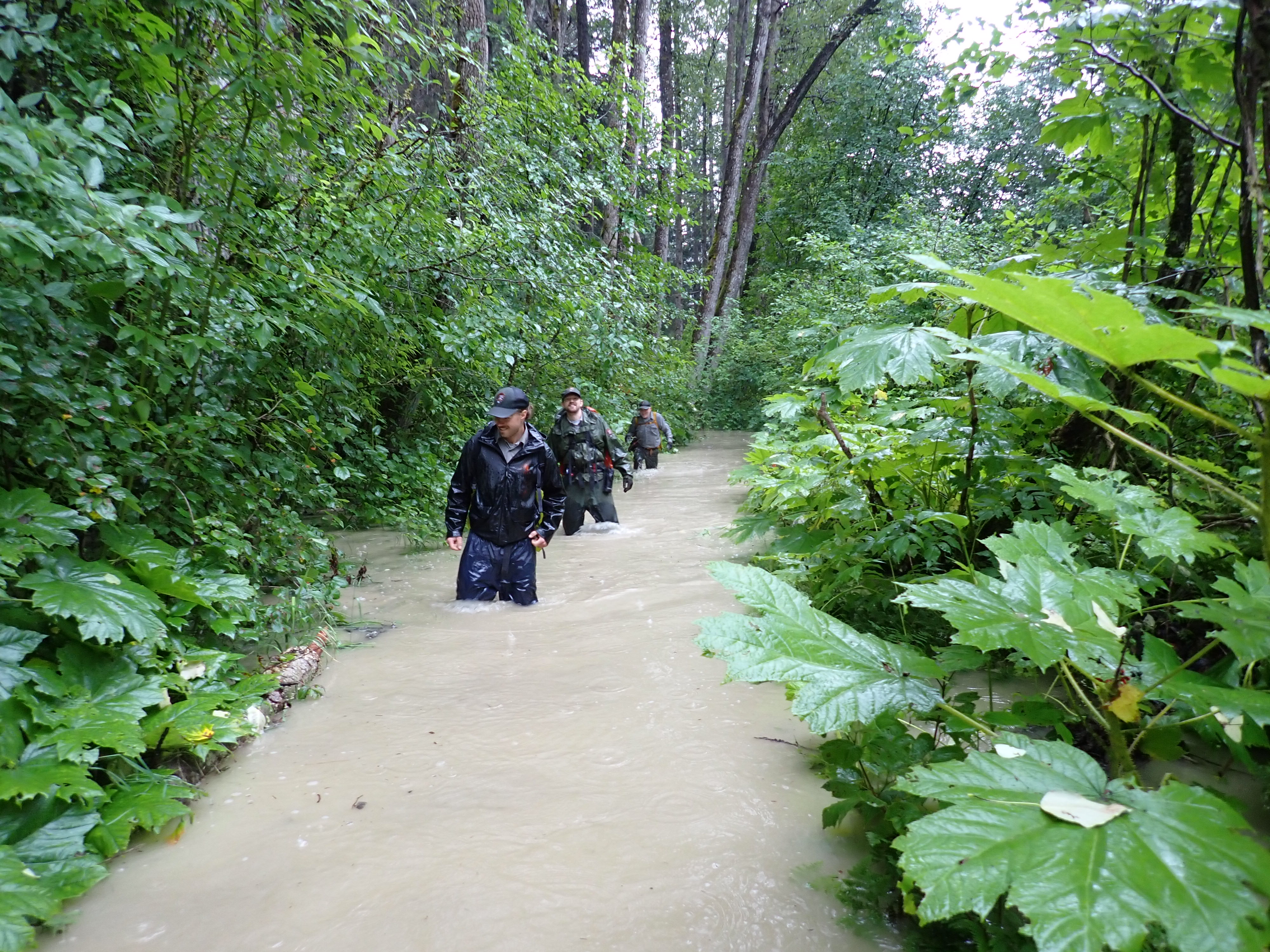 NPS trail staff  hike on the Chilkoot Trail through hip deep water due to flooding