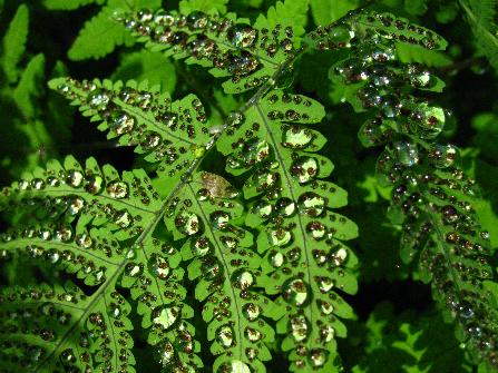 Rain drops on a fern