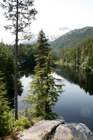 Mountain lake behind trees.