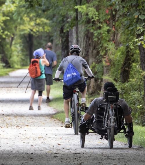 People walking and biking through on a tree-lined path
