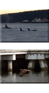 Orcas and eagles, winter time in Puget Sound