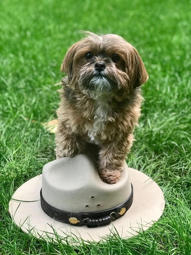a dog stands with its paw on a ranger hat