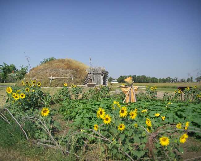 A scarecrow guards a garden in full bloom in front of an earthlodge.