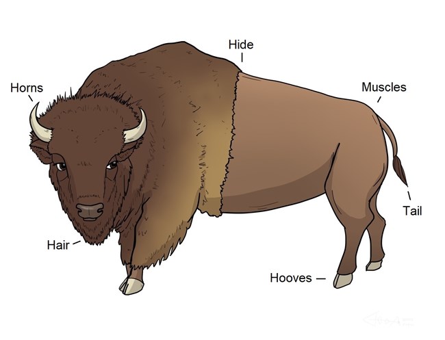 Illustration of a bison with labels of Horns, Hair, Hooves, Tail, Muscles, and Hide.