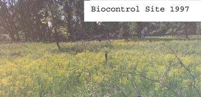 Leafy Spurge at Bio Control site.