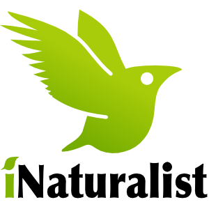 green bird logo for iNaturalist app