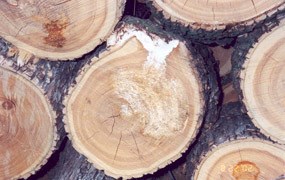 Fomes fungus on down trees