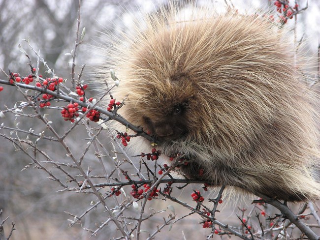 A porcupine clinging to a berry branch.