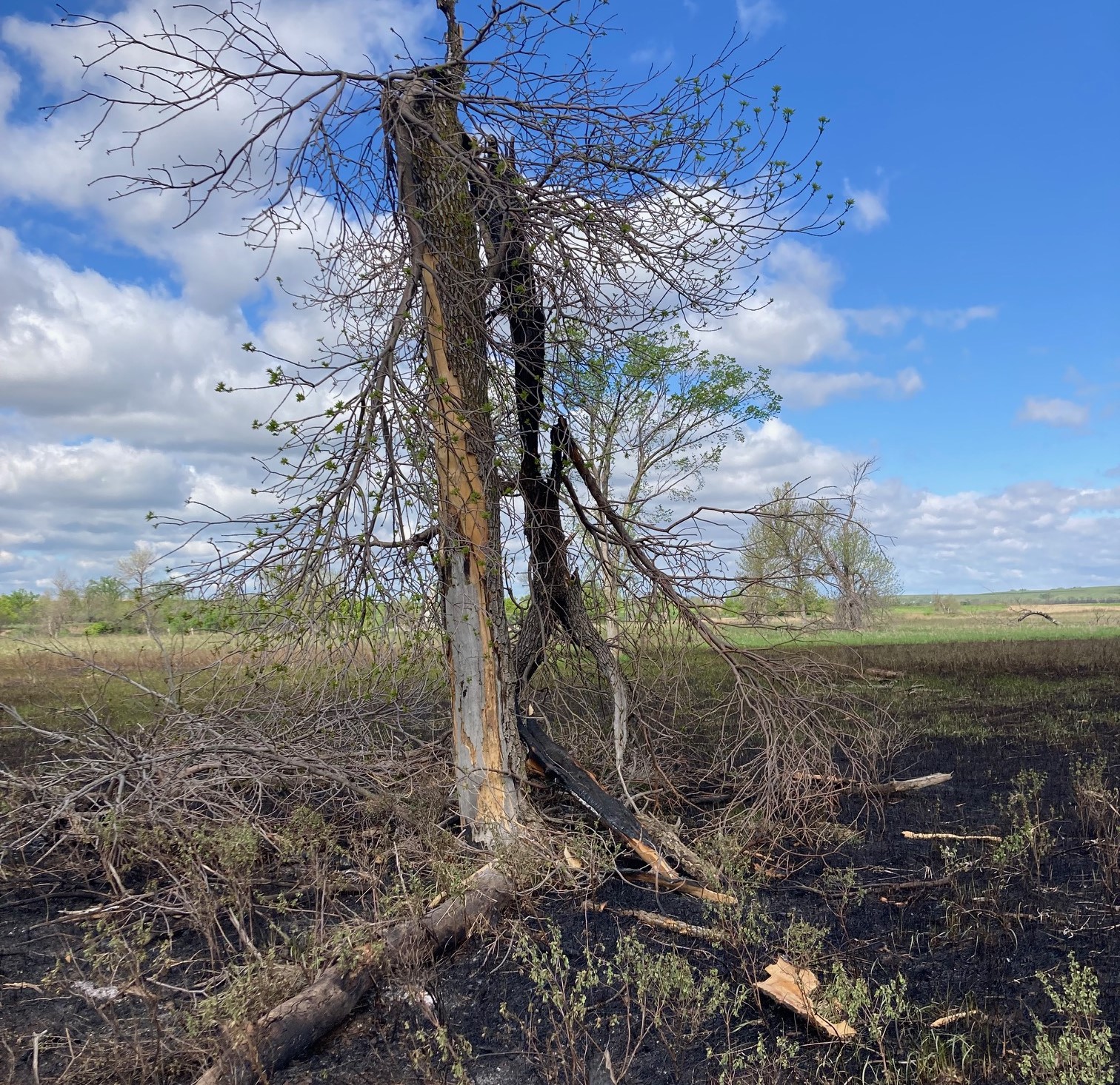 Two Rivers Wildfire Lightning Struck Tree crop A lightning struck tree with blue sky background