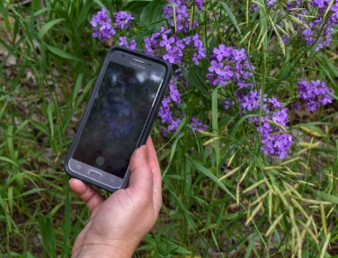 Visitor takes an observation of Dame's Rocket. Hand holds smart phone over clump of purple flowers. Image of same flowers displays on phone screen.