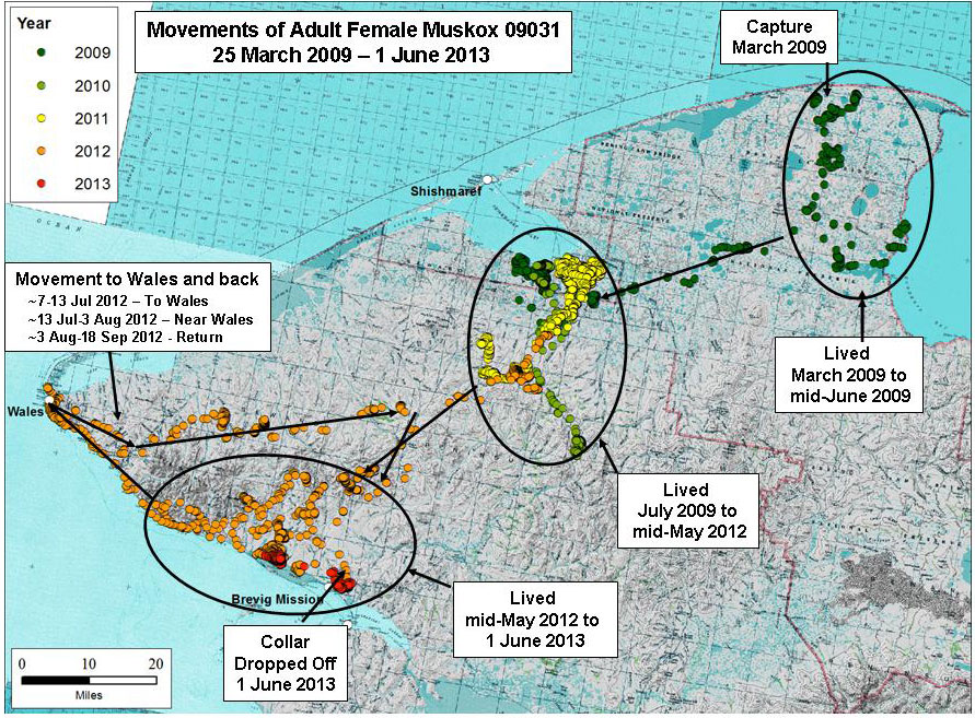 Movements of Muskox #09031 Movements of Muskox #09031