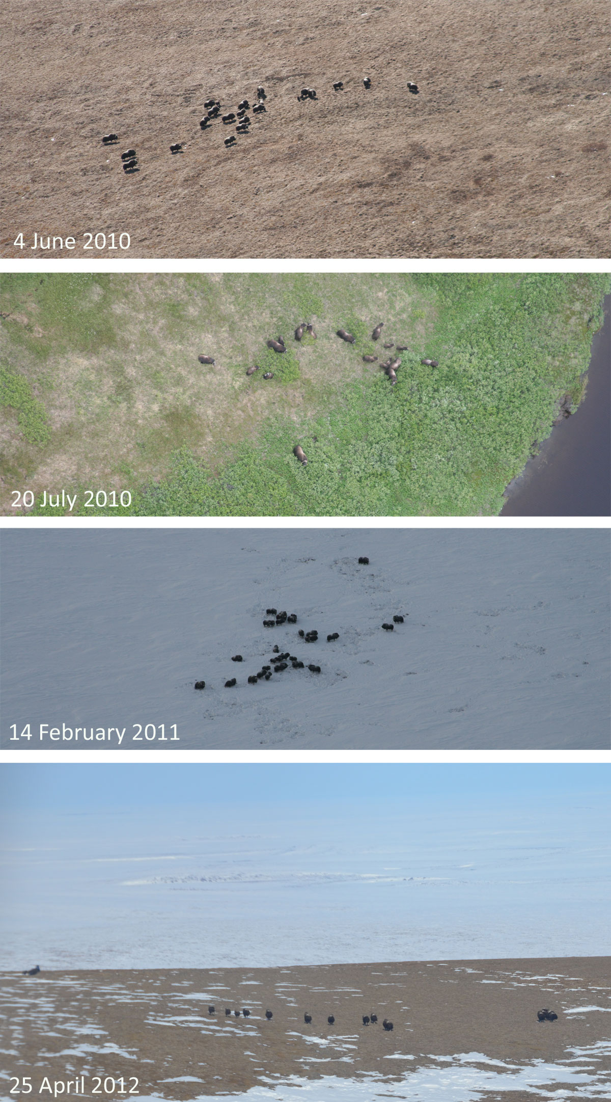 Photos of Muskox #09031 Photos of Muskox #09031